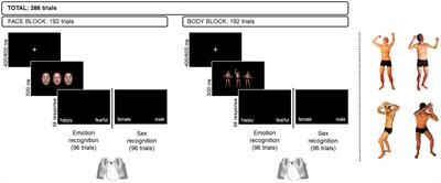 Development of implicit and explicit attentional modulation of the processing of social cues conveyed by faces and bodies in children and adolescents